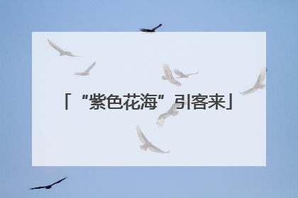 “紫色花海”引客来