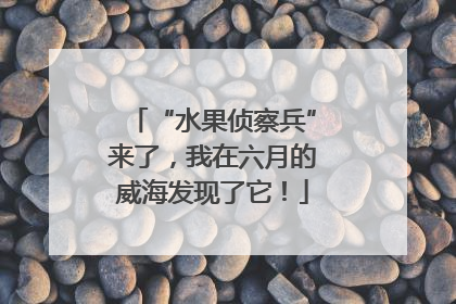 “水果侦察兵”来了，我在六月的威海发现了它！