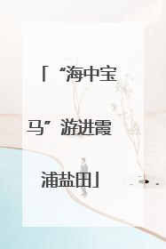 “海中宝马”游进霞浦盐田