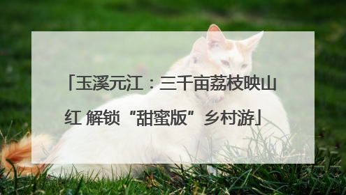 玉溪元江：三千亩荔枝映山红 解锁“甜蜜版”乡村游