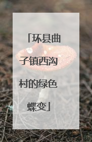 环县曲子镇西沟村的绿色蝶变