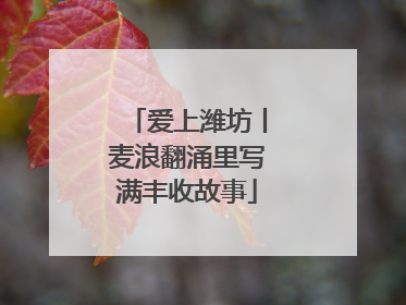 爱上潍坊丨麦浪翻涌里写满丰收故事