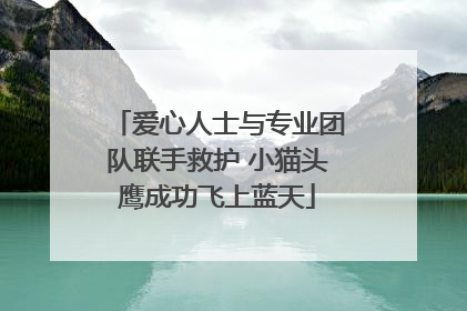 爱心人士与专业团队联手救护 小猫头鹰成功飞上蓝天
