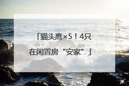猫头鹰×5！4只在闲置房“安家”