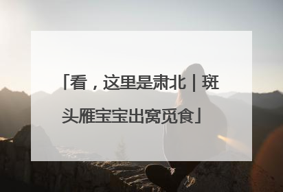 看，这里是肃北｜斑头雁宝宝出窝觅食