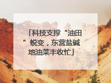 科技支撑“油田”蜕变，东营盐碱地油菜丰收忙