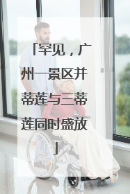 罕见，广州一景区并蒂莲与三蒂莲同时盛放