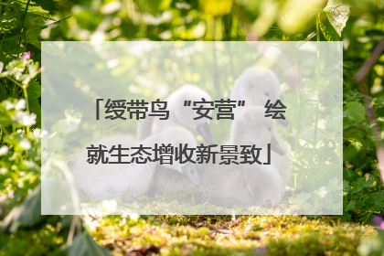 绶带鸟“安营” 绘就生态增收新景致