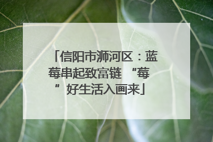 信阳市浉河区：蓝莓串起致富链 “莓”好生活入画来