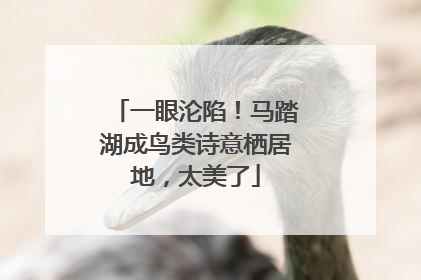 一眼沦陷！马踏湖成鸟类诗意栖居地，太美了