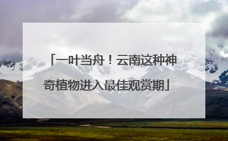 一叶当舟！云南这种神奇植物进入最佳观赏期