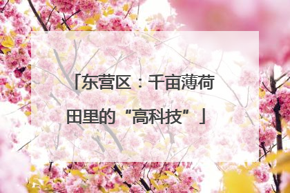 东营区：千亩薄荷田里的“高科技”