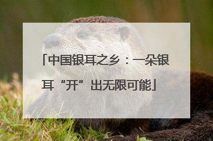 中国银耳之乡：一朵银耳“开”出无限可能