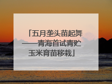 五月垄头苗起舞——青海首试青贮玉米育苗移栽