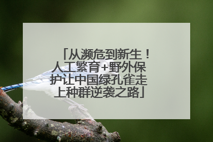 从濒危到新生！人工繁育+野外保护让中国绿孔雀走上种群逆袭之路