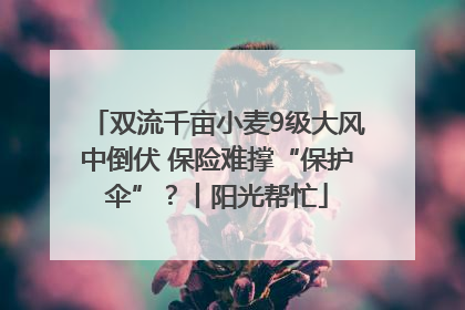 双流千亩小麦9级大风中倒伏 保险难撑“保护伞”？丨阳光帮忙