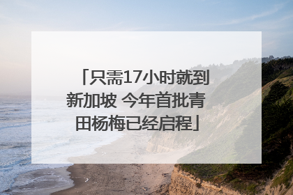 只需17小时就到新加坡 今年首批青田杨梅已经启程