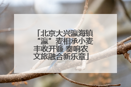 北京大兴瀛海镇“瀛”麦相承小麦丰收开镰 奏响农文旅融合新乐章