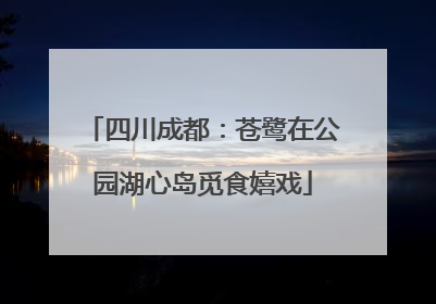 四川成都：苍鹭在公园湖心岛觅食嬉戏