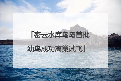 密云水库鸟岛首批幼鸟成功离巢试飞