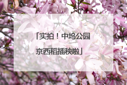 实拍！中坞公园京西稻插秧啦