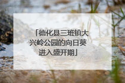 德化县三班镇大兴岭公园的向日葵进入盛开期