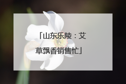 山东乐陵：艾草飘香销售忙