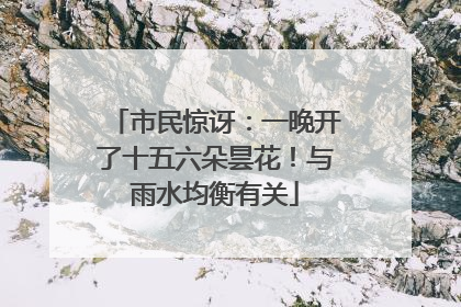市民惊讶：一晚开了十五六朵昙花！与雨水均衡有关