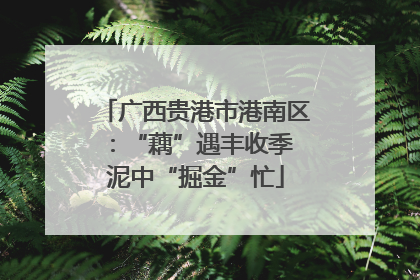 广西贵港市港南区：“藕”遇丰收季 泥中“掘金”忙