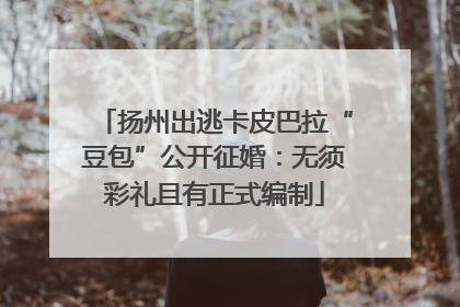 扬州出逃卡皮巴拉“豆包”公开征婚：无须彩礼且有正式编制