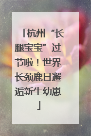 杭州“长腿宝宝”过节啦！世界长颈鹿日邂逅新生幼崽