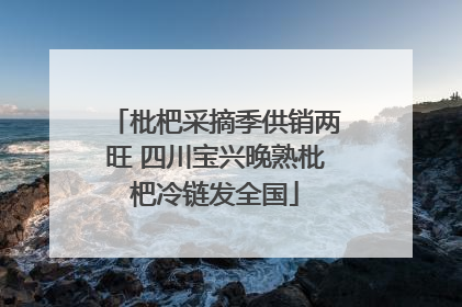 枇杷采摘季供销两旺 四川宝兴晚熟枇杷冷链发全国