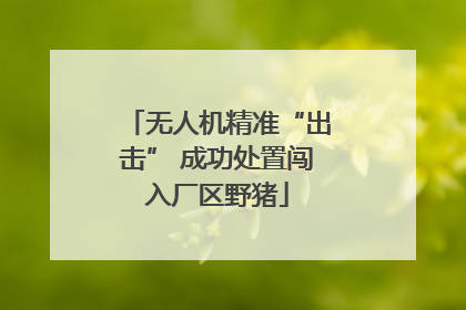 无人机精准“出击” 成功处置闯入厂区野猪