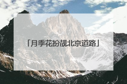 月季花扮靓北京道路