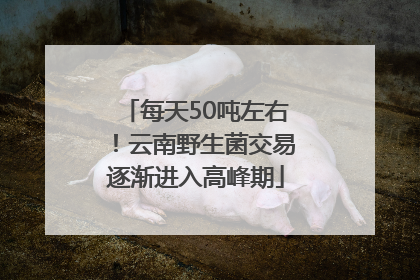 每天50吨左右！云南野生菌交易逐渐进入高峰期