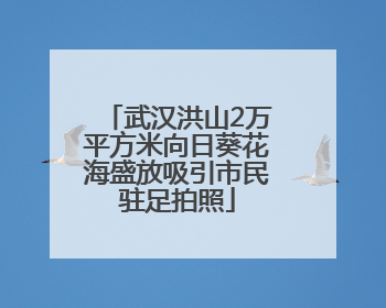 武汉洪山2万平方米向日葵花海盛放吸引市民驻足拍照