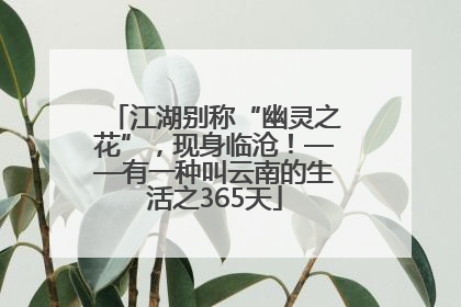 江湖别称“幽灵之花”，现身临沧！——有一种叫云南的生活之365天