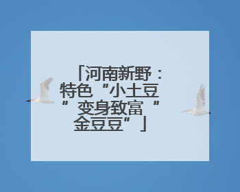 河南新野：特色“小土豆”变身致富“金豆豆”