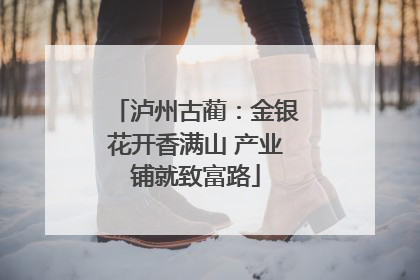 泸州古蔺：金银花开香满山 产业铺就致富路