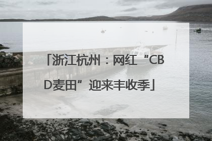 浙江杭州：网红“CBD麦田”迎来丰收季