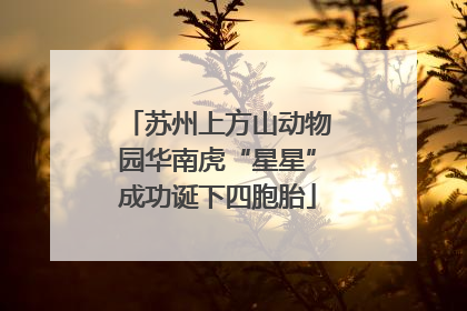苏州上方山动物园华南虎“星星”成功诞下四胞胎