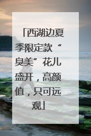西湖边夏季限定款“臭美”花儿盛开，高颜值，只可远观