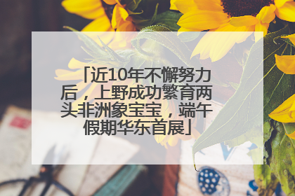 近10年不懈努力后，上野成功繁育两头非洲象宝宝，端午假期华东首展