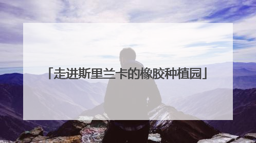 走进斯里兰卡的橡胶种植园