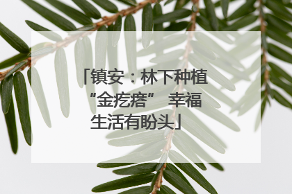 镇安：林下种植“金疙瘩” 幸福生活有盼头