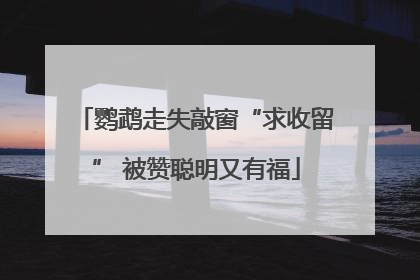 鹦鹉走失敲窗“求收留” 被赞聪明又有福
