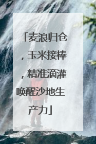 麦浪归仓，玉米接棒，精准滴灌唤醒沙地生产力