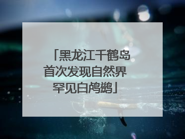 黑龙江千鹤岛首次发现自然界罕见白鸬鹚