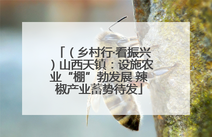 （乡村行·看振兴）山西天镇：设施农业“棚”勃发展 辣椒产业蓄势待发
