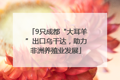 9只成都“大耳羊”出口乌干达，助力非洲养殖业发展